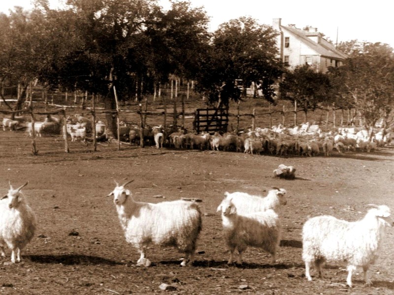 Tiger Mill goats, 1890 Tiger Mill goats, 1890